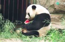 娱乐圈吃瓜熊猫胖胖,熊猫胖胖的吃瓜日常