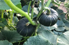 g718娱乐吃瓜,揭秘娱乐圈最新吃瓜事件