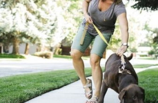 娱乐吃瓜酱遛狗小说下载,小说世界里的欢乐与温情