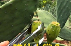 仙人掌吃瓜娱乐,仙人掌与瓜果的奇幻娱乐之旅